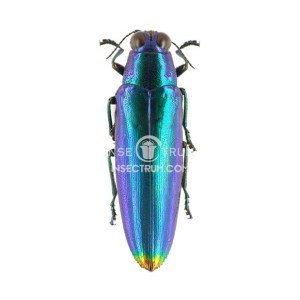 CHRYSOCHROA FULMINANS